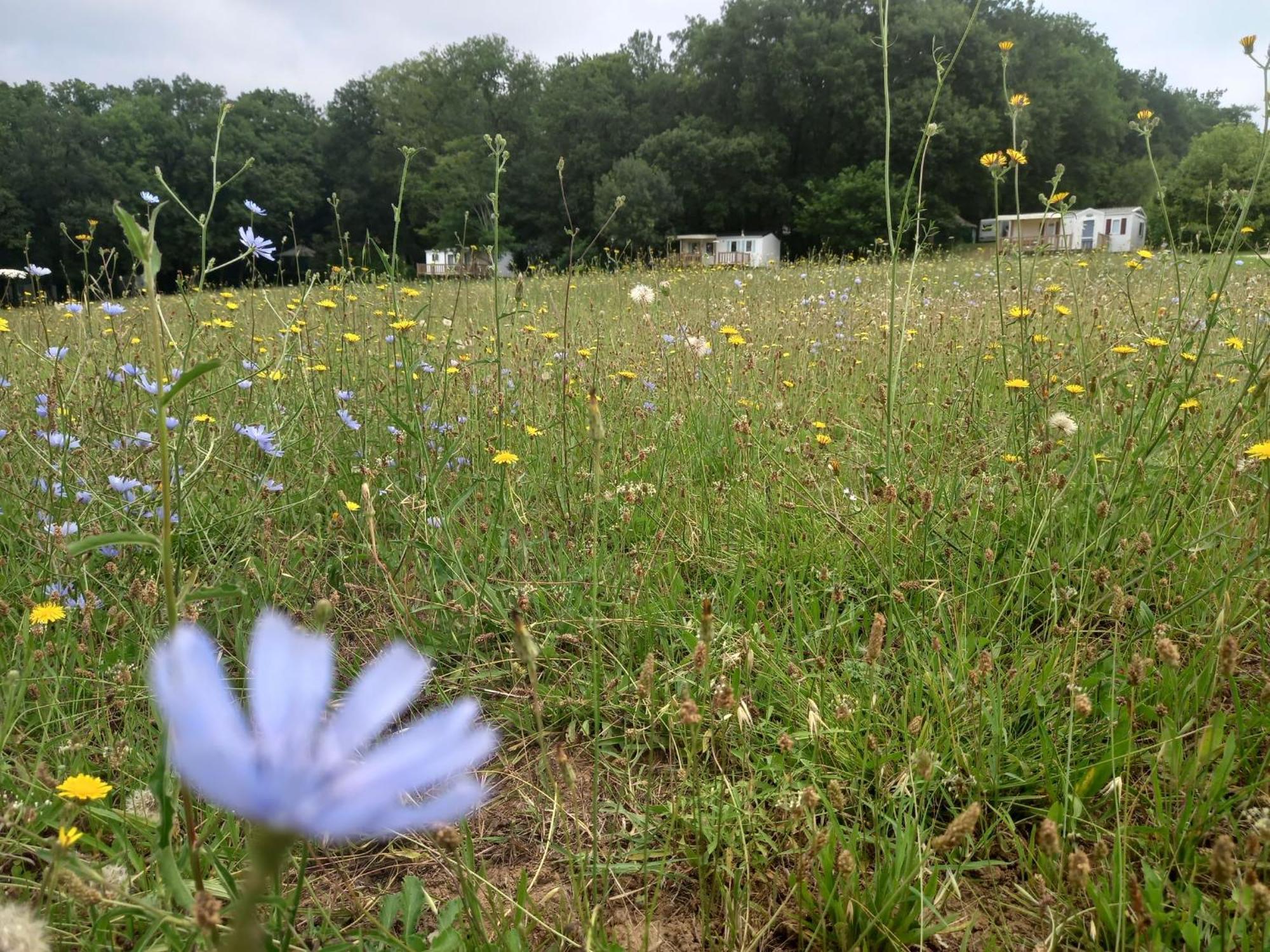 Soturac Camping Nature Le Valenty Mobil-Home-Dordogne Panoramique Clim Piscine מראה חיצוני תמונה